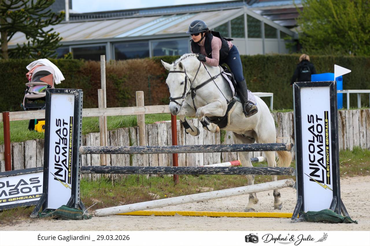 Caballo castrado Otra Raza de Poni En venta 2019 Blanco