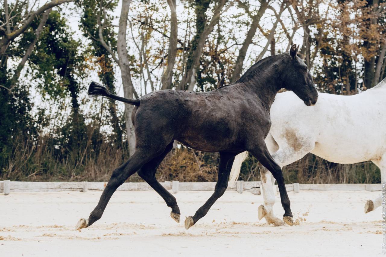 Potranca Lusitano En venta 2025 Tordo por Pel&eacute; MBR