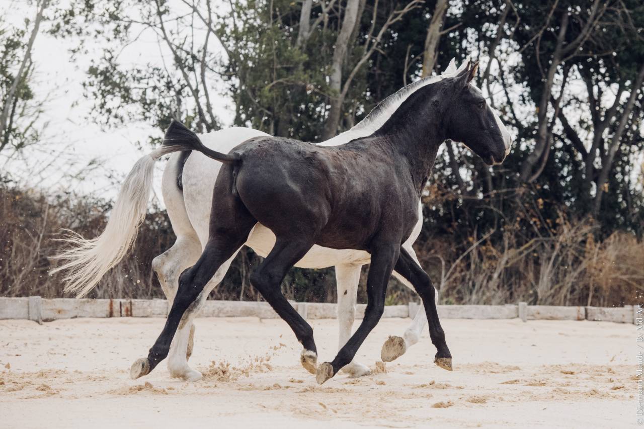 Potranca Lusitano En venta 2025 Tordo por Pel&eacute; MBR