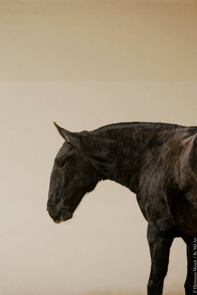 Potranca Lusitano En venta 2025 Tordo por Pel&eacute; MBR