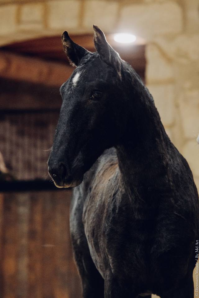 Potranca Lusitano En venta 2025 Tordo por Pel&eacute; MBR