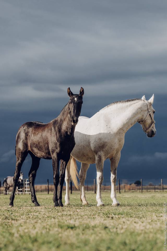 Potranca Lusitano En venta 2025 Tordo por Pel&eacute; MBR