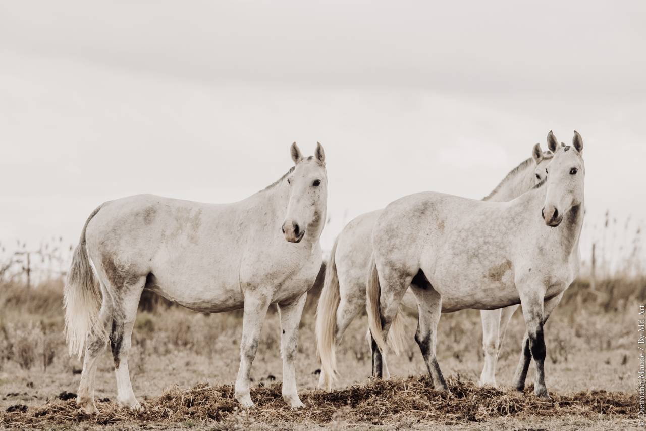 Potranca Lusitano En venta 2025 Tordo por Pel&eacute; MBR
