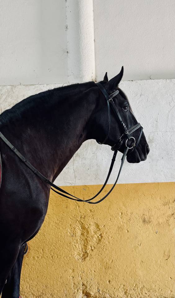 Potranca Lusitano En venta 2025 Tordo por Pel&eacute; MBR