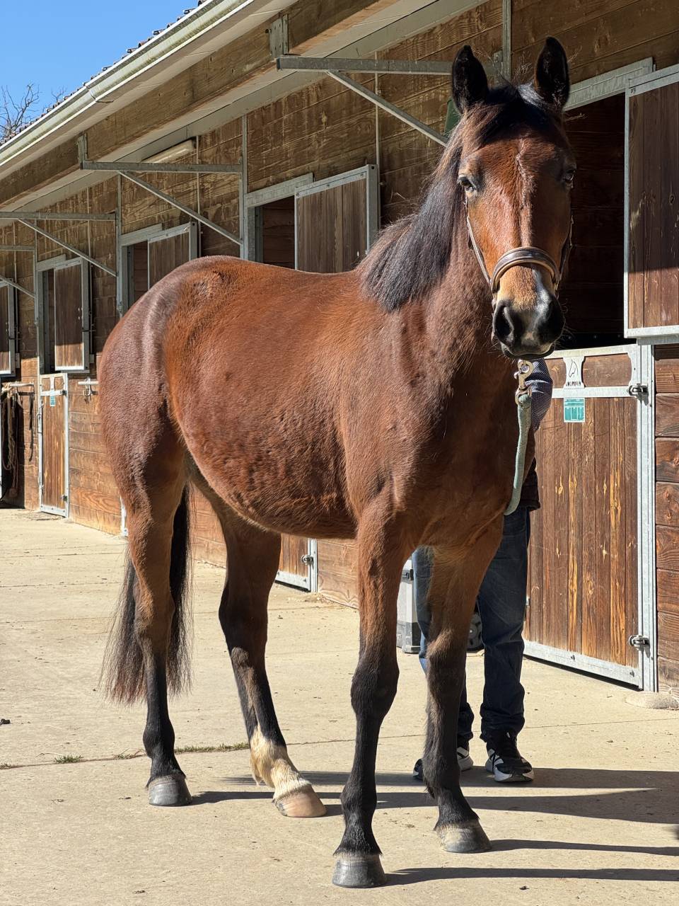 Potranca Silla Franc&eacute;s En venta 2023 Bayo por JAGGER DE MARIGNY