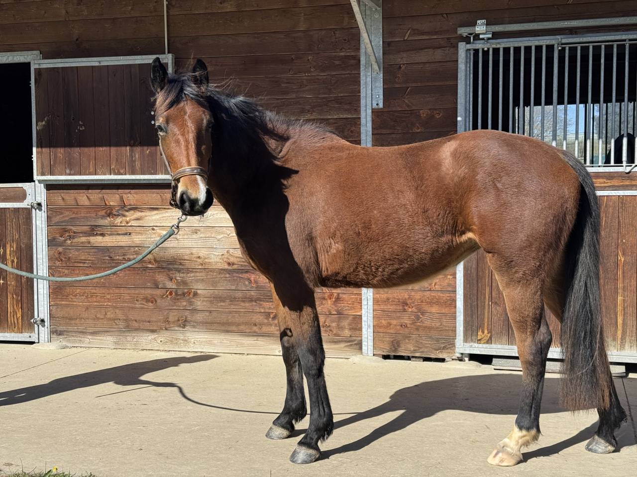 Potranca Silla Franc&eacute;s En venta 2023 Bayo por JAGGER DE MARIGNY