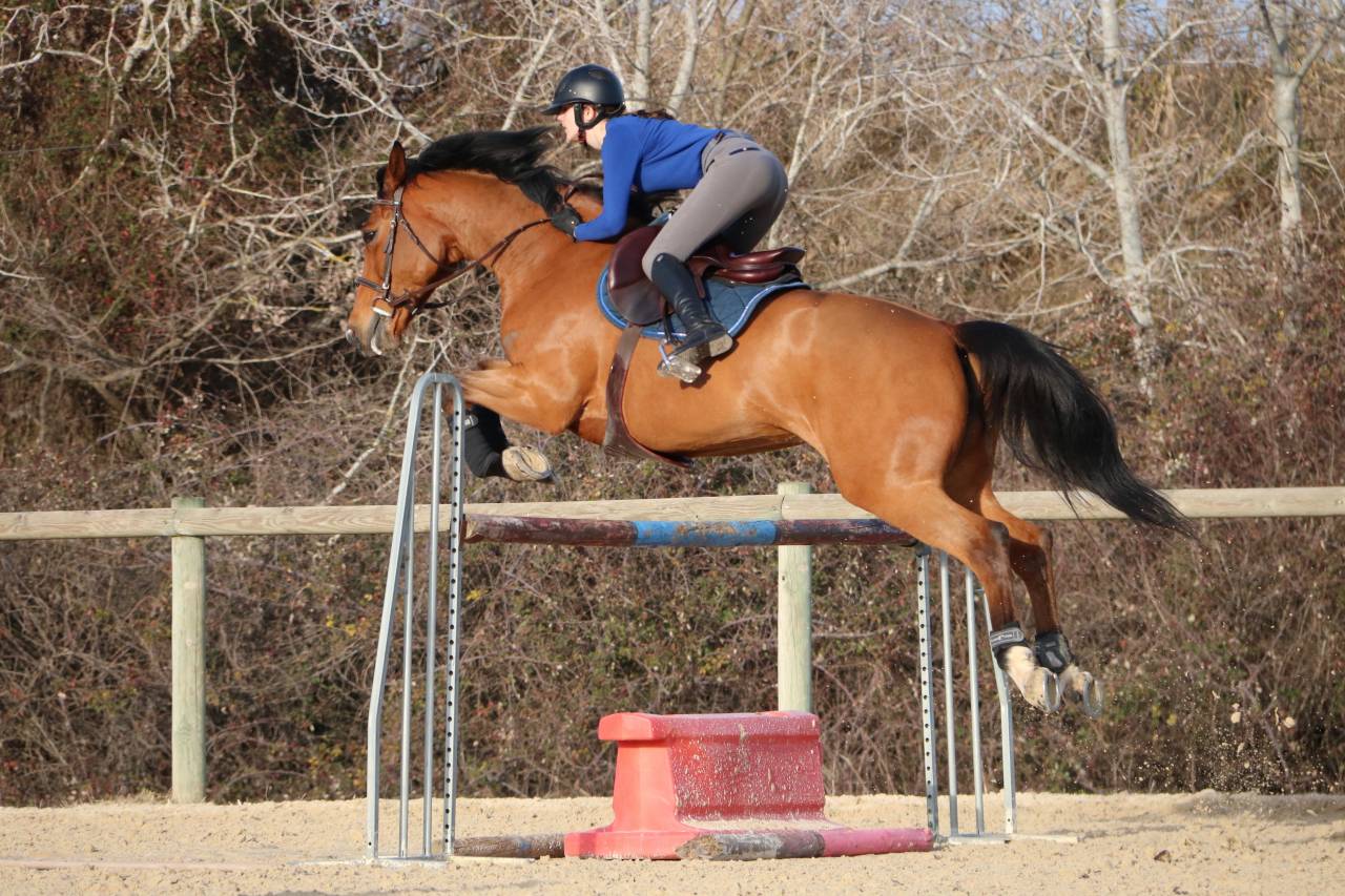 Potranca Silla Franc&eacute;s En venta 2023 Bayo por JAGGER DE MARIGNY