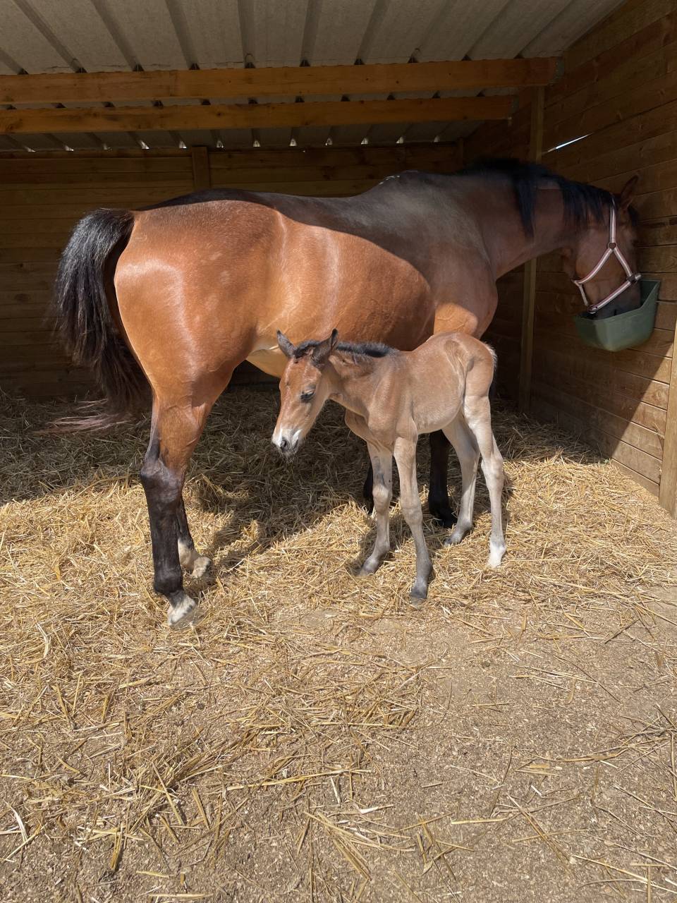 Potranca Silla Franc&eacute;s En venta 2023 Bayo por JAGGER DE MARIGNY