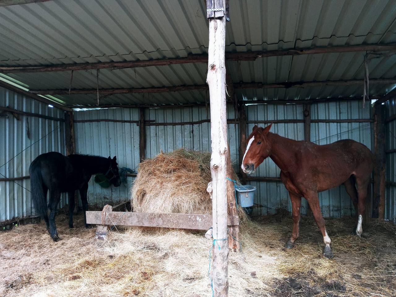 Vendo yegua de salto nacida en 2022