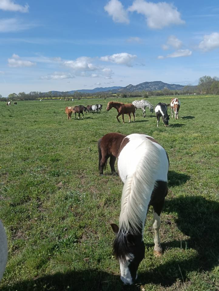 Monitor de equitaci&oacute;n en Espa&ntilde;a 