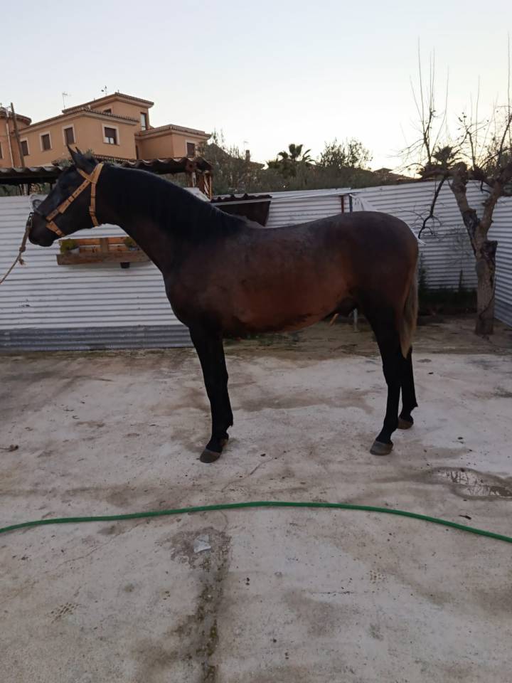 Potro pura raza espa&ntilde;ol 