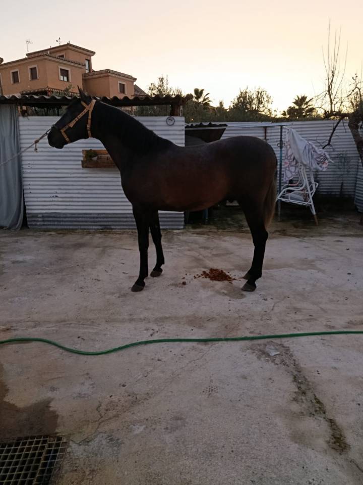 Potro pura raza espa&ntilde;ol 