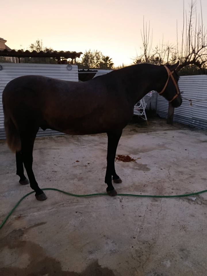 Potro pura raza espa&ntilde;ol 