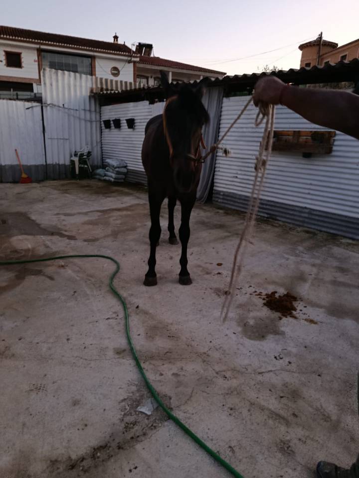 Potro pura raza espa&ntilde;ol 