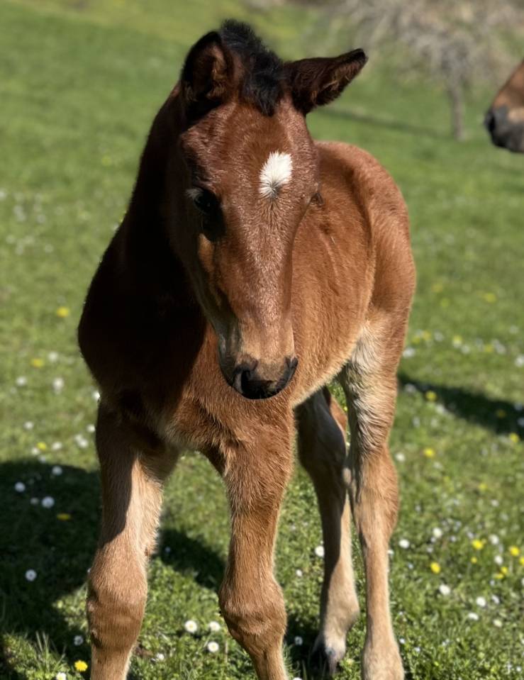 Potro Silla Franc&eacute;s En venta 2026 Bayo por CATOVER (CATOKI)