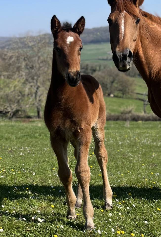 Potro Silla Franc&eacute;s En venta 2026 Bayo por CATOVER (CATOKI)