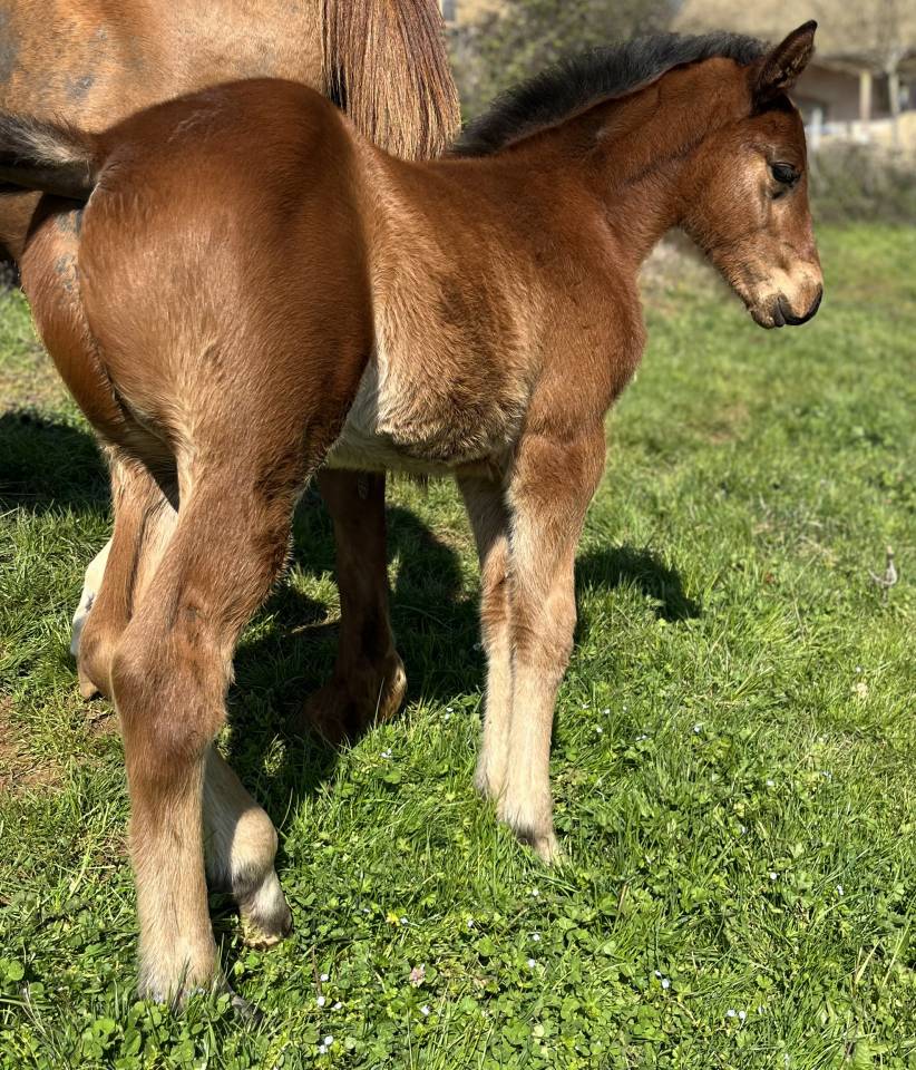 Potro Silla Franc&eacute;s En venta 2026 Bayo por CATOVER (CATOKI)