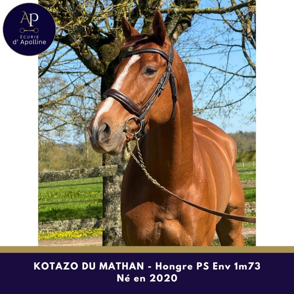 Caballo castrado Pura Sangre En venta 2020 Alaz&aacute;n