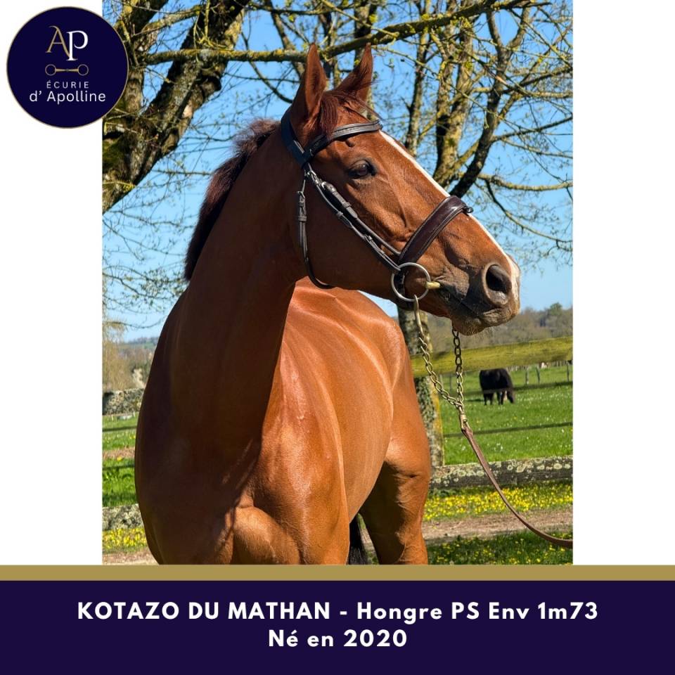 Caballo castrado Pura Sangre En venta 2020 Alaz&aacute;n