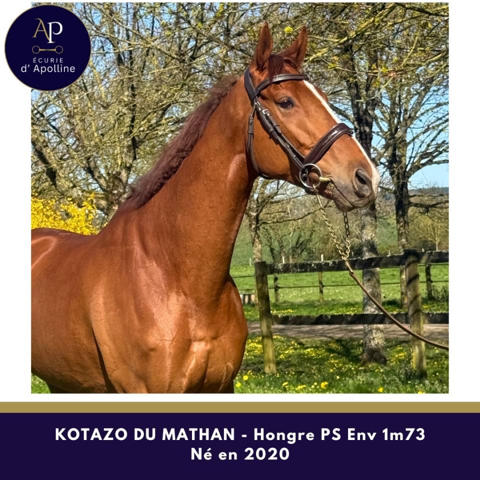 Caballo castrado Pura Sangre En venta 2020 Alaz&aacute;n