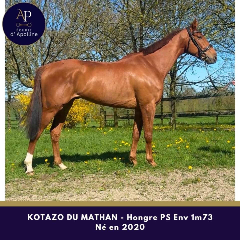 Caballo castrado Pura Sangre En venta 2020 Alaz&aacute;n