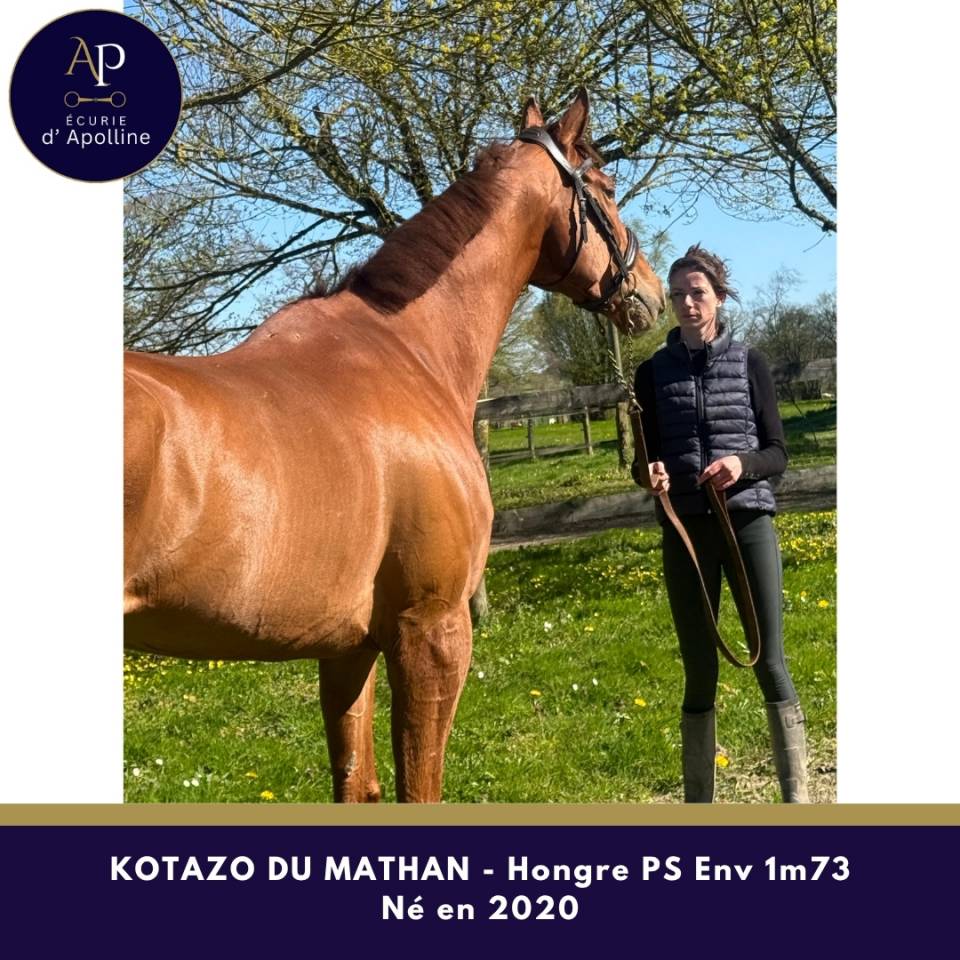 Caballo castrado Pura Sangre En venta 2020 Alaz&aacute;n