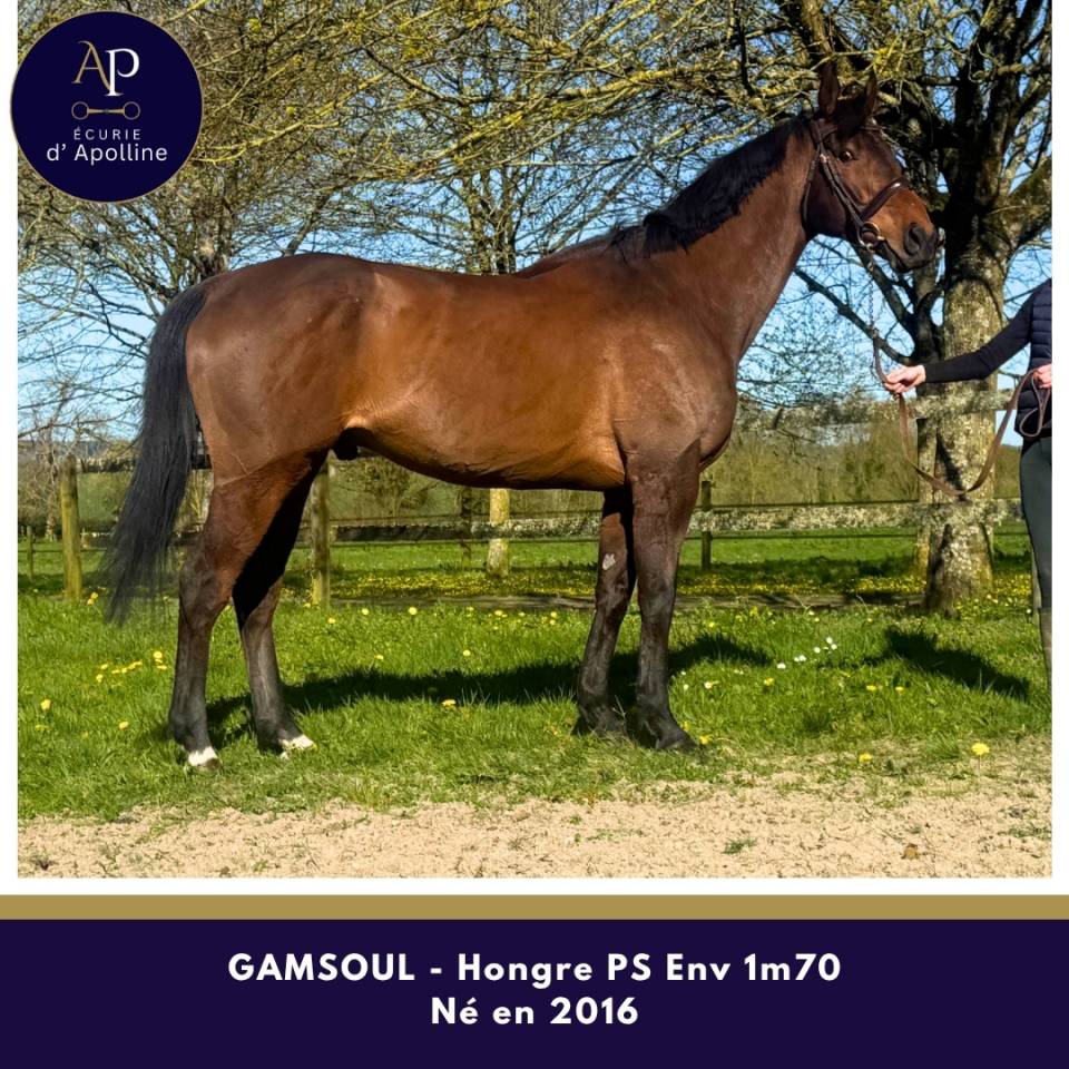 Caballo castrado Pura Sangre En venta 2016 Bayo