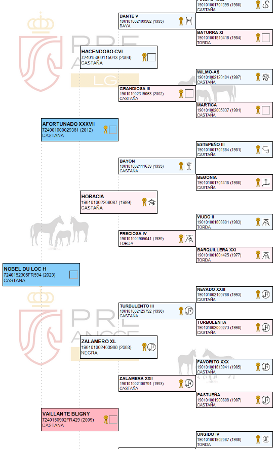 Caballo castrado PRE Pura Raza Espa&ntilde;ola En venta 2023 Bayo moreno