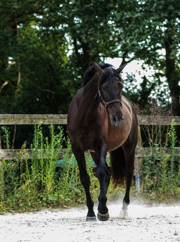 Caballo castrado PRE Pura Raza Espa&ntilde;ola En venta 2023 Bayo moreno