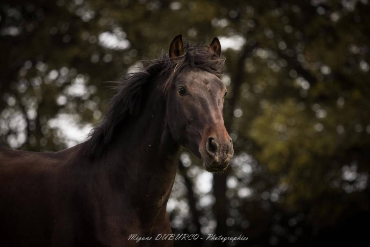 Caballo castrado PRE Pura Raza Espa&ntilde;ola En venta 2023 Bayo moreno