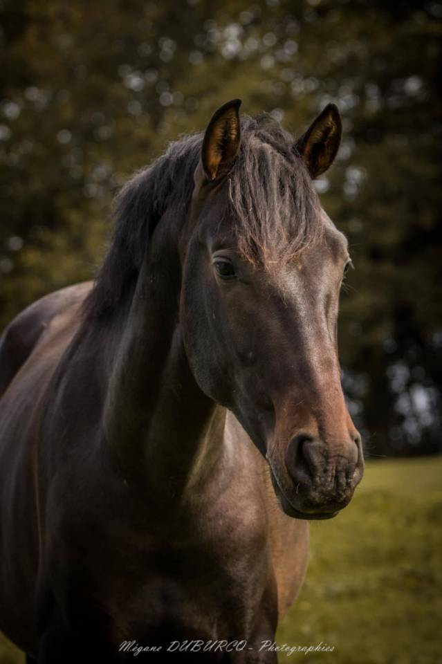 Caballo castrado PRE Pura Raza Espa&ntilde;ola En venta 2023 Bayo moreno