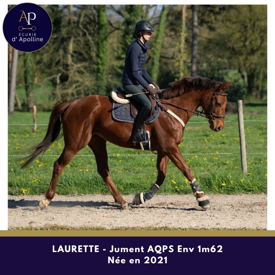 Yegua AQPS En venta 2021 Alaz&aacute;n