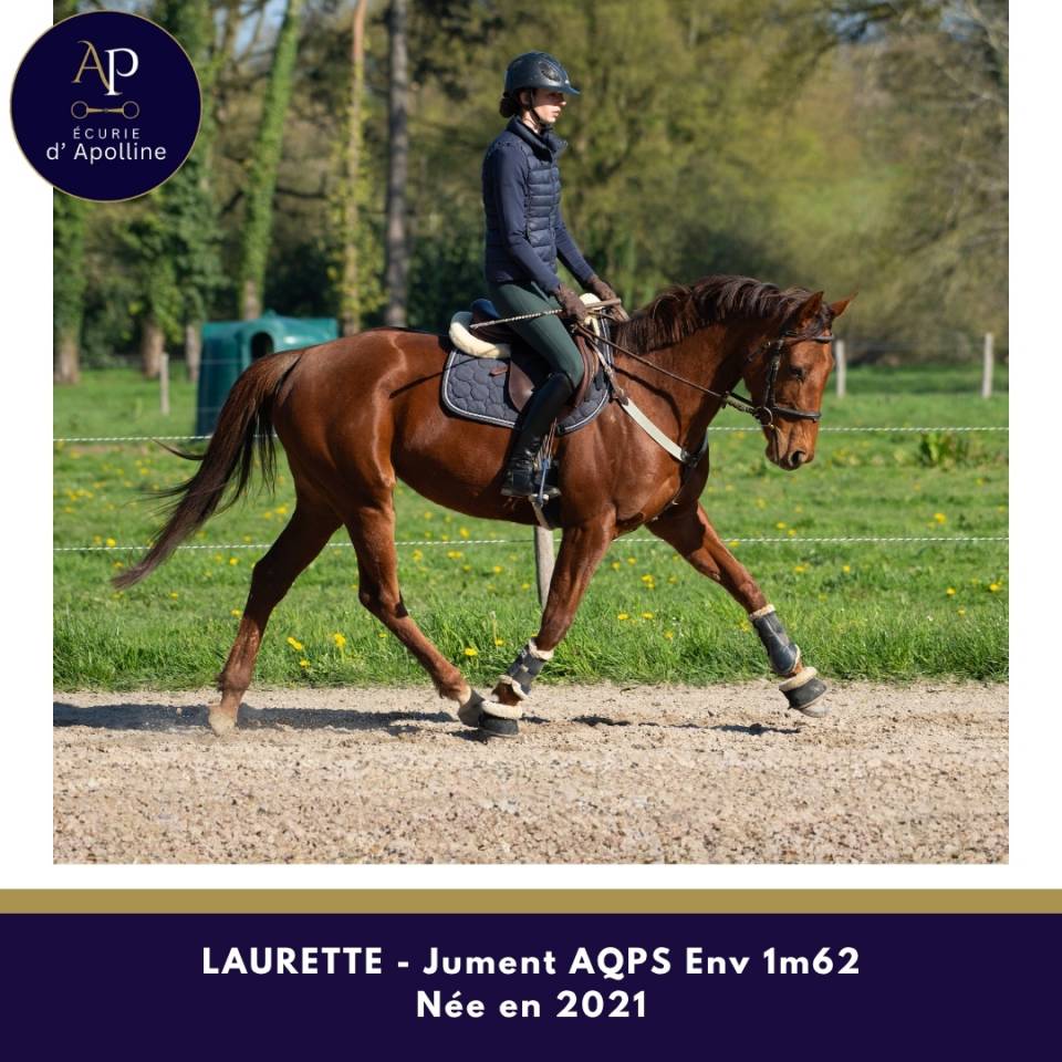 Yegua AQPS En venta 2021 Alaz&aacute;n