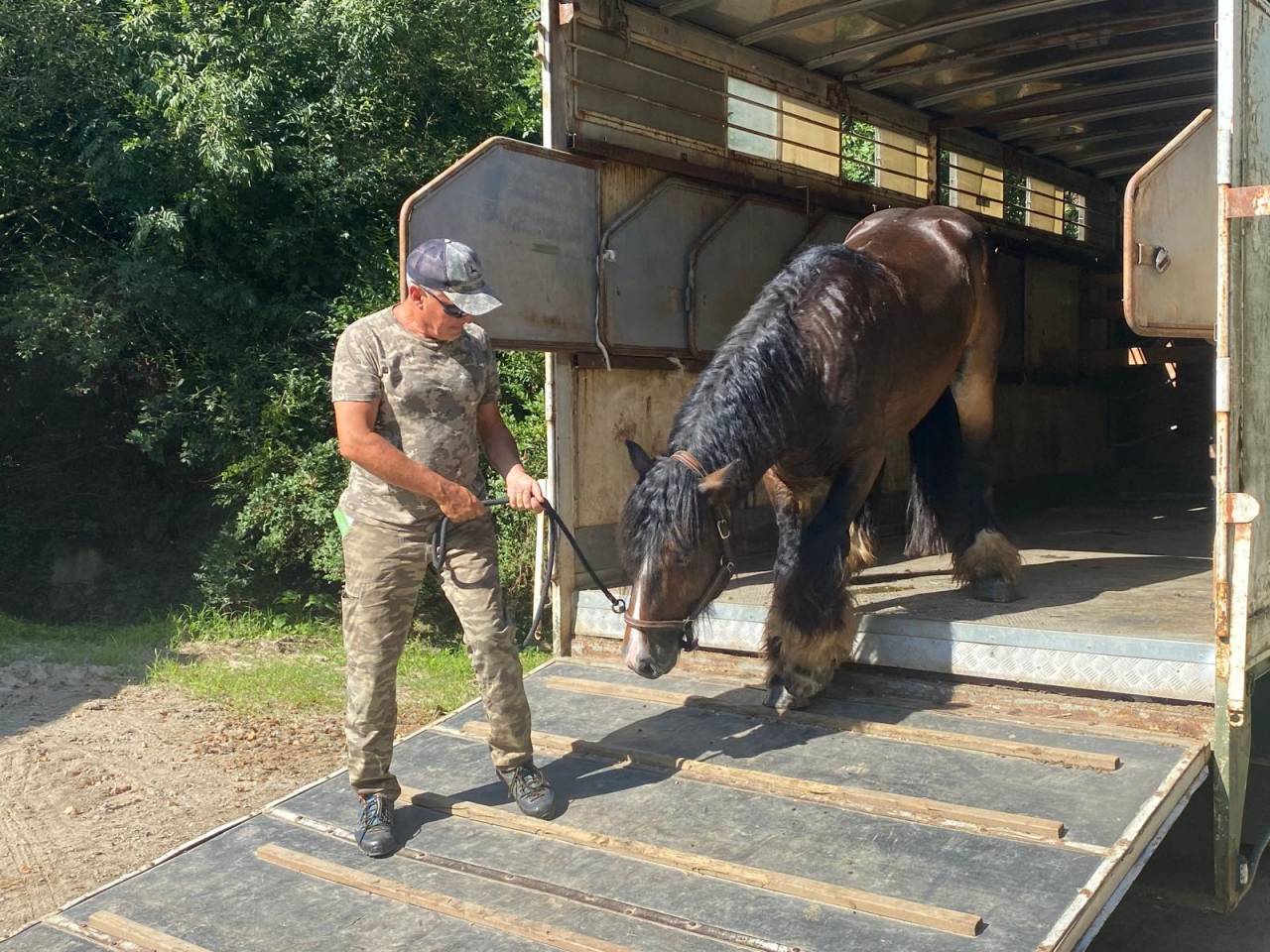 Caballo castrado Tinker En venta 2020 Bayo moreno por OWEN 0810707