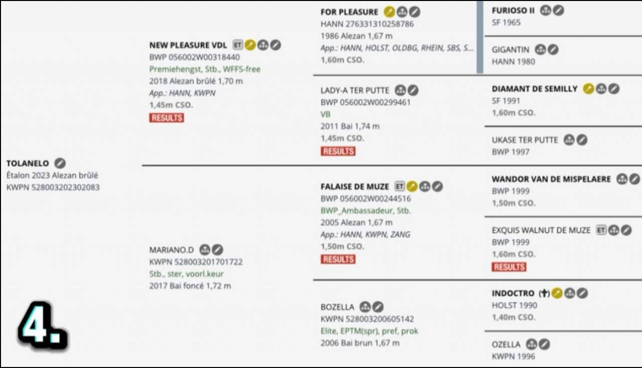 Semental KWPN Caballo de Deporte Neerland&eacute;s En venta 2023 Alaz&aacute;n por New pleasure