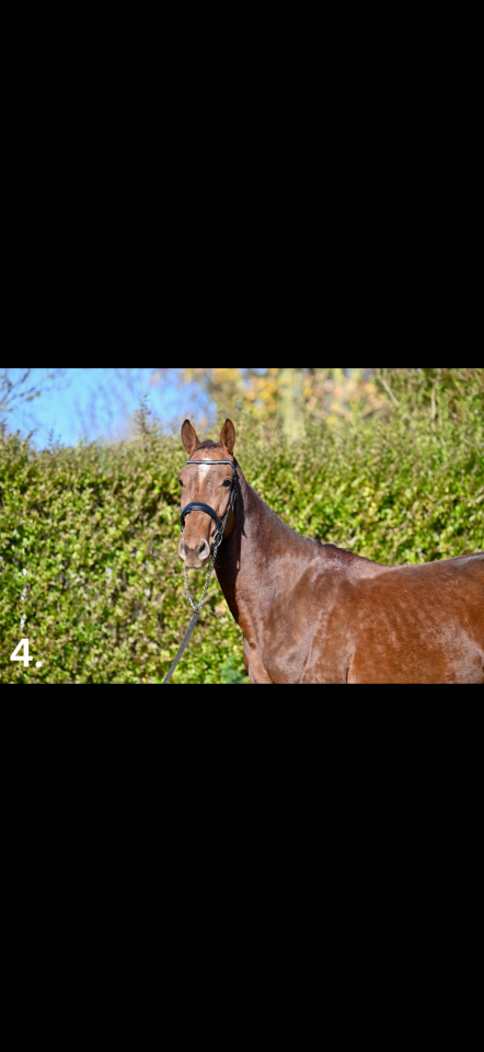 Semental KWPN Caballo de Deporte Neerland&eacute;s En venta 2023 Alaz&aacute;n por New pleasure