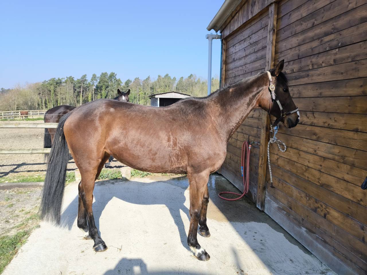 Yegua AQPS En venta 2018 Bayo