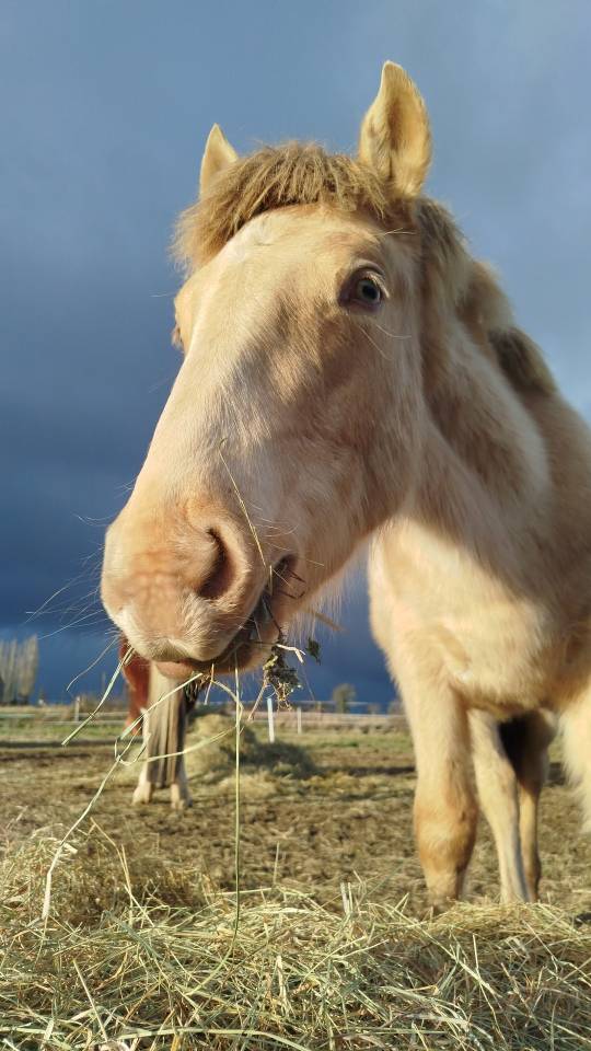 Potro Origine Constat&eacute;e En venta 2025 Otra capa