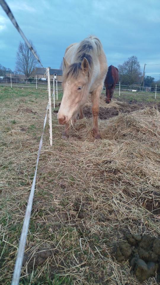 Potro Origine Constat&eacute;e En venta 2025 Otra capa