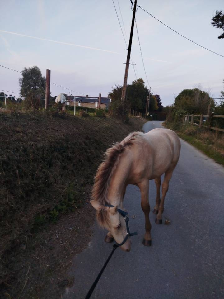 Potro Origine Constat&eacute;e En venta 2025 Otra capa