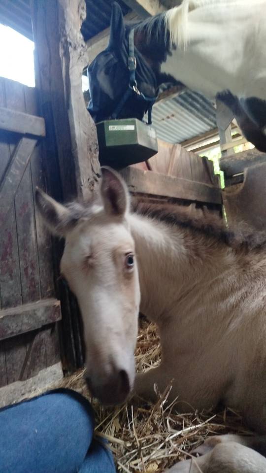 Potro Origine Constat&eacute;e En venta 2025 Otra capa