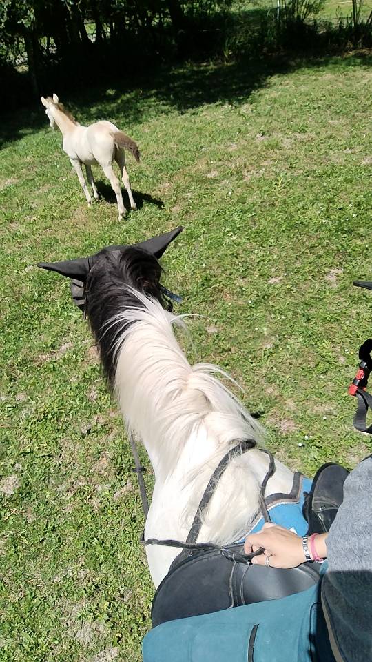 Potro Origine Constat&eacute;e En venta 2025 Otra capa