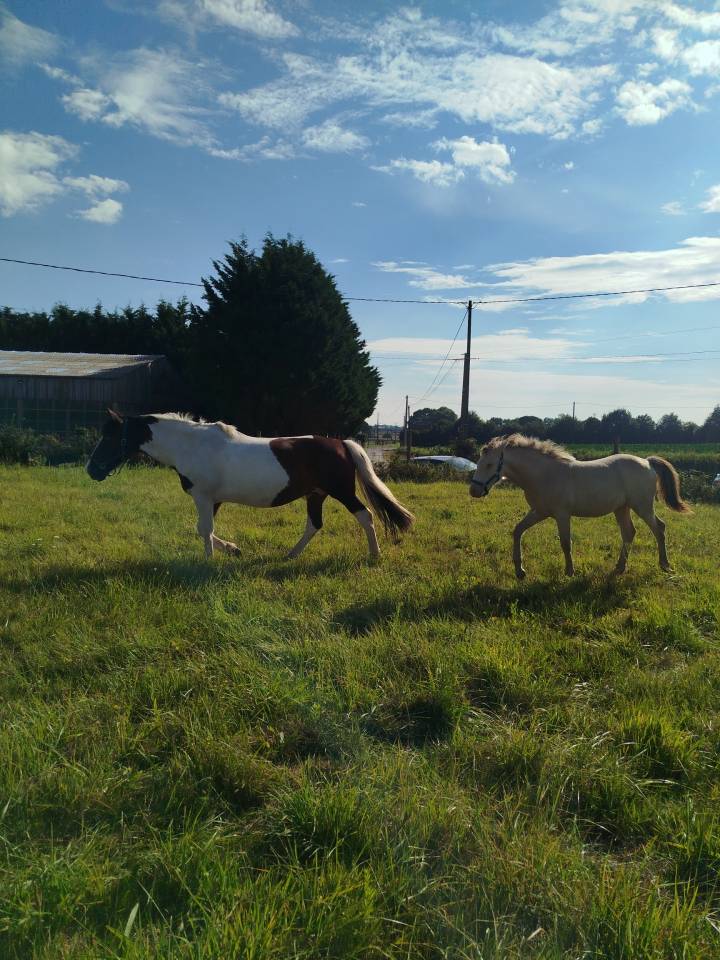 Potro Origine Constat&eacute;e En venta 2025 Otra capa