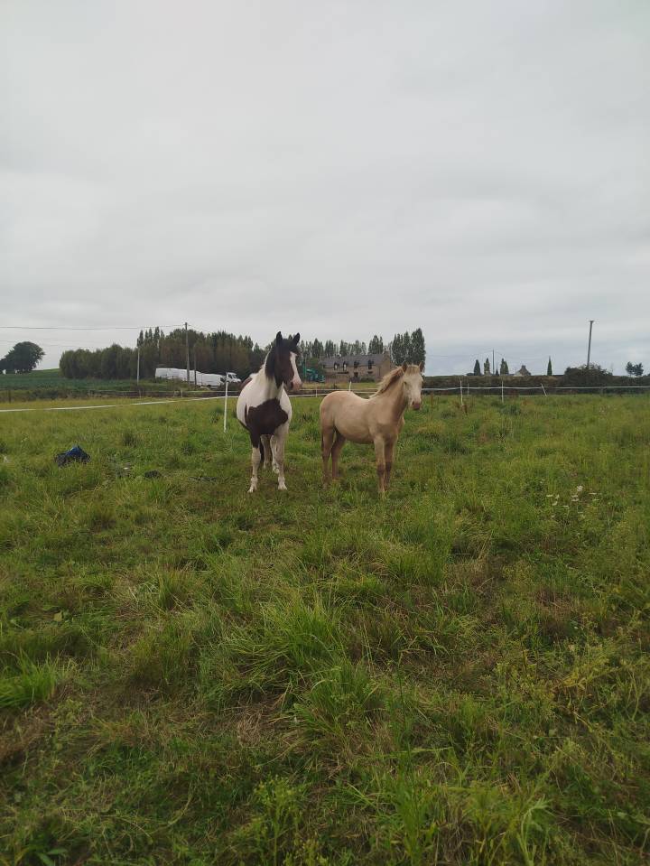 Potro Origine Constat&eacute;e En venta 2025 Otra capa