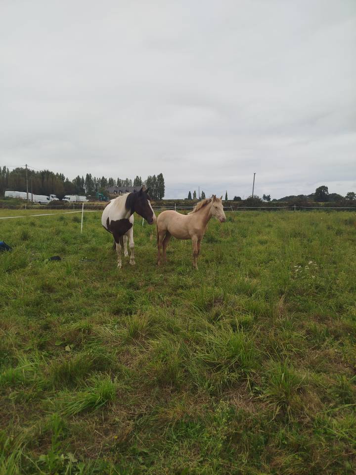 Potro Origine Constat&eacute;e En venta 2025 Otra capa