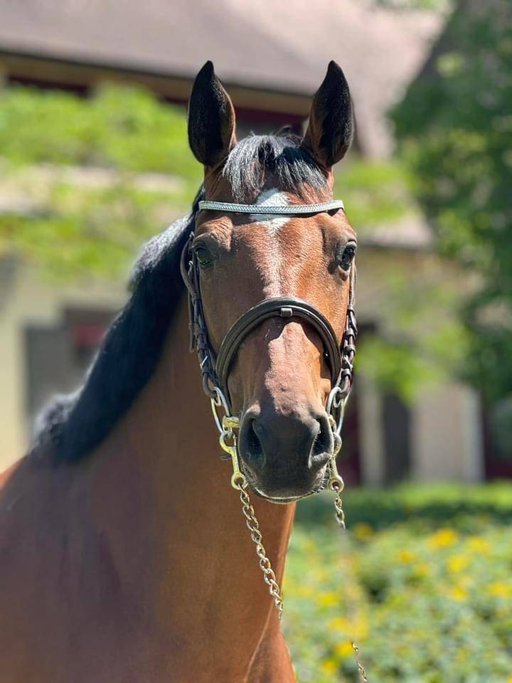 Yegua sBs Caballo de Deporte Belga En venta 2018 Bayo por diarado