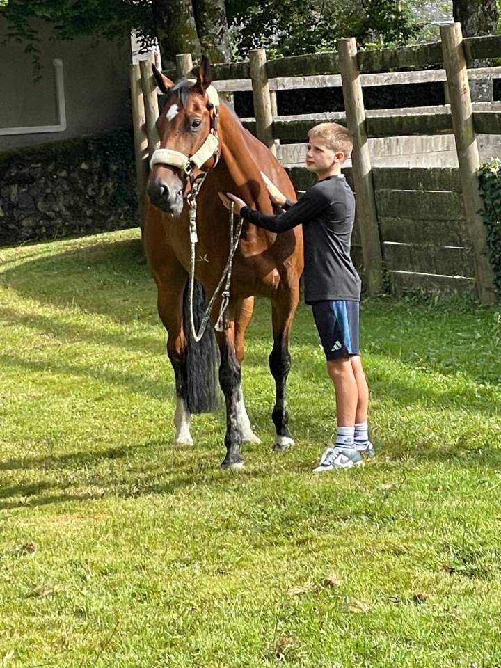 Yegua sBs Caballo de Deporte Belga En venta 2018 Bayo por diarado