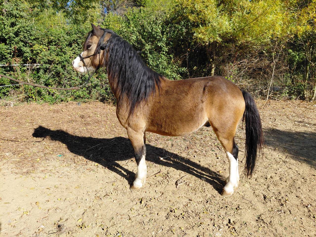 Caballo castrado Welsh Poni (Secci&oacute;n A) En venta 2018 Isabelo por Lovins Topthorn