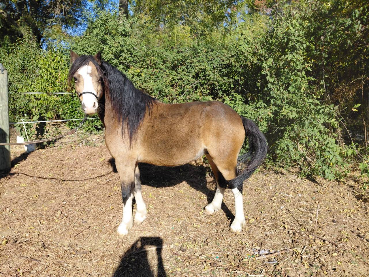 Caballo castrado Welsh Poni (Secci&oacute;n A) En venta 2018 Isabelo por Lovins Topthorn