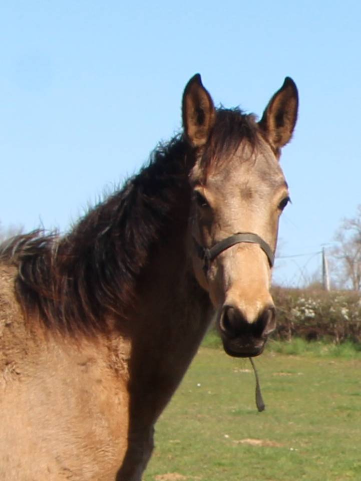 Potranca Silla Franc&eacute;s En venta 2025 Isabelo